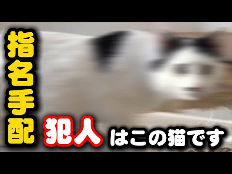 【証拠動画】ウンコで部屋を汚す犯人を特定しました サムネイル