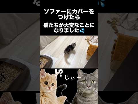 猫たちが野生化して制御不能に…shorts 猫 猫好きさんと繋がりたい サムネイル