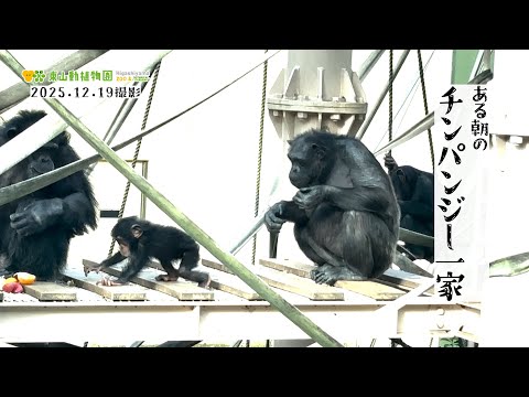 【東山動植物園公式】ある日のチンパンジー一家《 チンパンジー 》 サムネイル