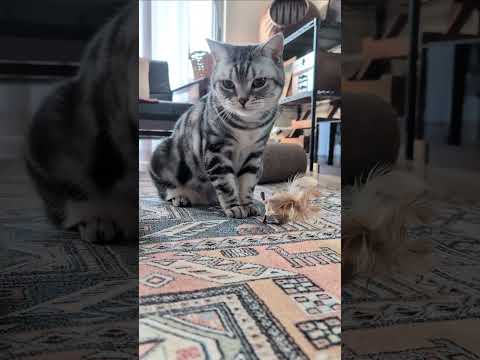 アメショーのラッテ アメショ ＃アメリカンショートヘア＃猫との暮らし猫と暮らす家猫 サムネイル