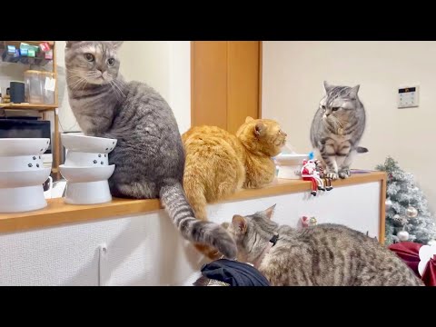 今年ラストの平和なごはんタイム サムネイル