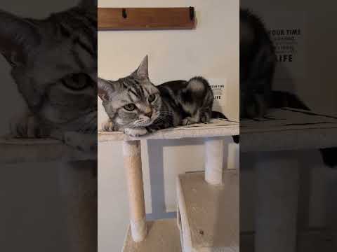 アメショーのラッテ #アメショ ＃アメリカンショートヘア＃猫との暮らし#猫と暮らす家#猫 サムネイル