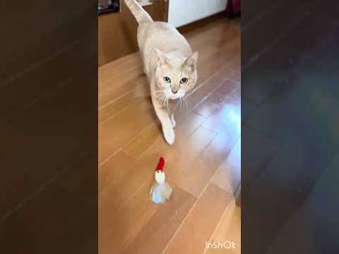 さすがです サムネイル