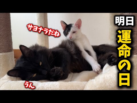 子猫が運命の日を迎えます サムネイル