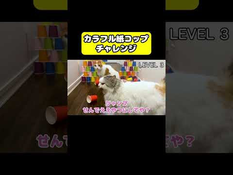 カラフル紙コップチャレンジ　猫 おもしろ アテレコ ニャンチューバーつくし サムネイル