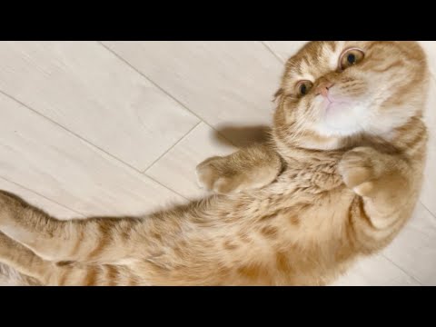 最新！ぽてこの癒し満載動画コレクション サムネイル