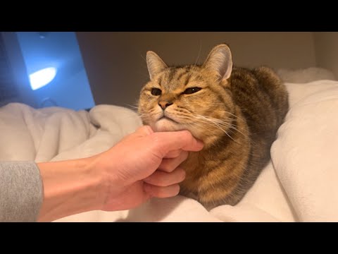 手を出すとアゴを乗せてウトウトしだす猫がさすがに可愛すぎる件… サムネイル