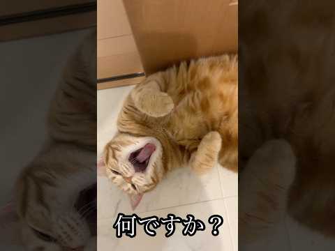 何ですか？ ねこ cat アメショ ゴロゴロ うめ サムネイル