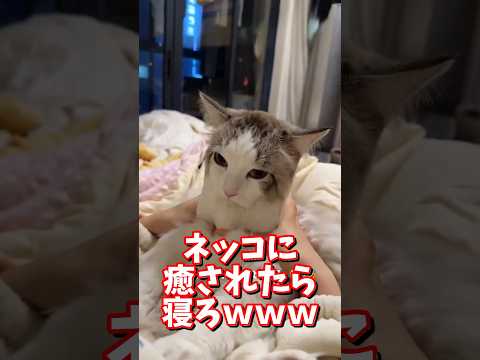 ネッコの動画で癒されたら寝ろｗｗｗ　2ch  動物  猫 癒やし ねこ動画 サムネイル
