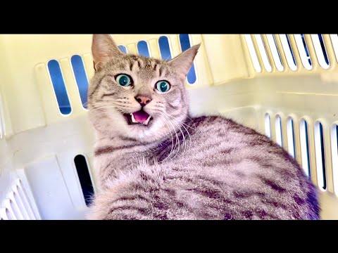 Cat Purring ASMR – Deep Relaxation & Sleep 😴 サムネイル