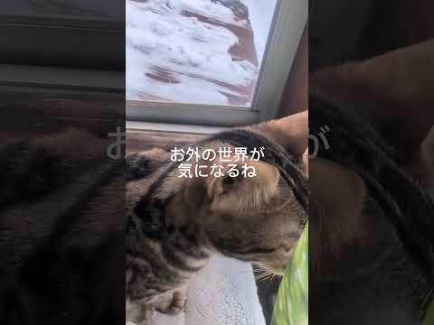 ベンガルshorts funny catkitten 猫bengaruベンガル サムネイル