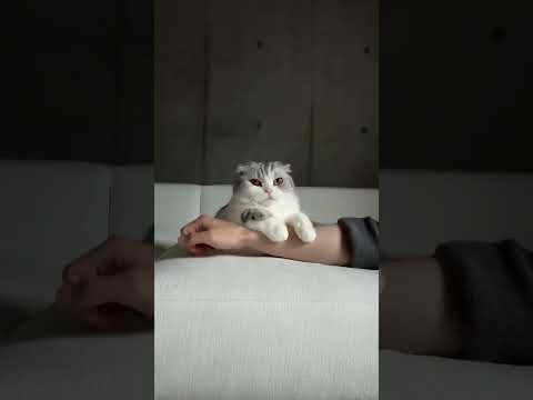 🦉 cat 猫 サムネイル