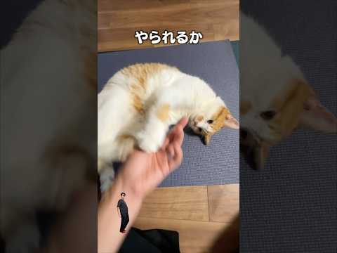「猫の爪切りこわいこわい」猫あるある|フルはApple Musicほか音楽アプリへ サムネイル