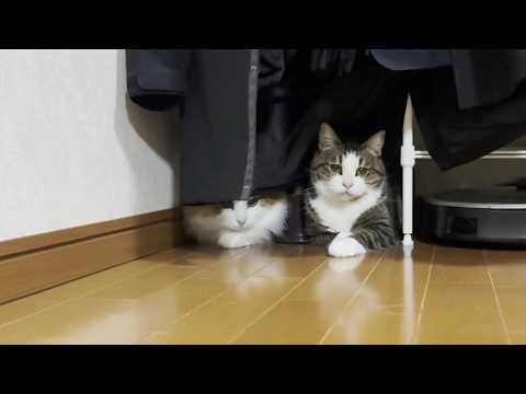 無邪気に遊ぶモフモフ猫と自由気ままなモチモチ猫 サムネイル