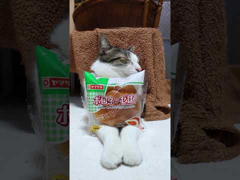 ボロネーゼパン　260210　のせ猫　 cat ねこ cute　 猫のいる暮らし　 ネコ　 kitten　 kitty サムネイル