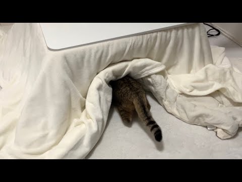 頭隠して尻隠さず… サムネイル