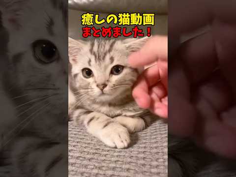 癒しをありがとう❤️ 猫 cat cats cute サムネイル