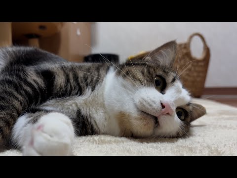 お母さんにも可愛がってほしい猫 サムネイル