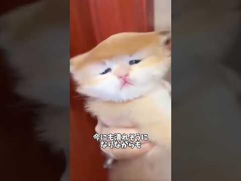 ドライヤーを当てられ続けた子猫の末路 サムネイル