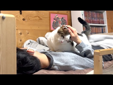 しばらく猫部屋で寝る息子を大歓迎する猫 サムネイル