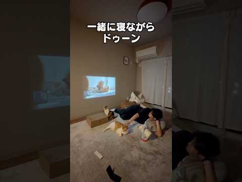 猫と一緒に映画を見よう！XGIMI Nova サムネイル