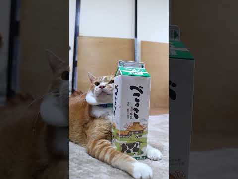 べこっこ牛乳 　260209　のせ猫　 cat ねこ cute　 猫のいる暮らし　 ネコ　 kitten　 kitty… サムネイル