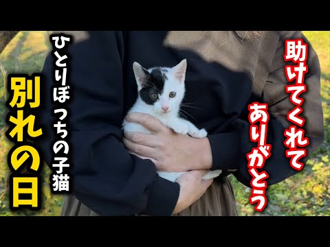 助けを求め鳴きながら彷徨った子猫が幸せへと旅立ちました サムネイル