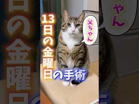 寂しいし不安いっぱいだけどcats shorts 球太 サムネイル