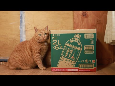 お～いお茶 濃い茶 の箱と猫　box and cat　260114 サムネイル