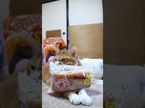 カステラクリームサンド　251227　 cat ねこ cute　 猫のいる暮らし　 ネコ　 kitty　 kitten… サムネイル