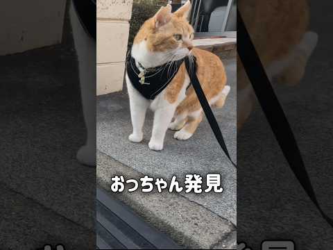 大好きなおっちゃんを見つけたときの反応が可愛すぎる‥ 元野良猫チャチャ 猫武将 ねこ ネコ 猫 サムネイル