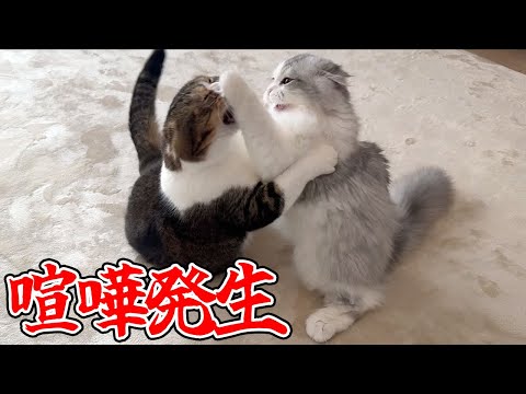 まさかの理由でパパ猫と子猫がケンカしちゃいました…汗 サムネイル