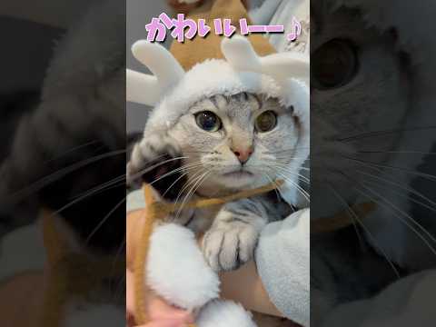 我が家のマンチカン(冬)が可愛すぎる!! cat 猫 サムネイル