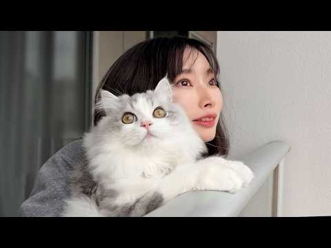 子猫が生まれて初めて雪を見た反応が最高でした！ サムネイル