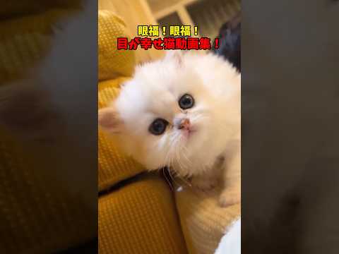 目が幸せでまんなぁ〜😇 猫 cat cats cute サムネイル