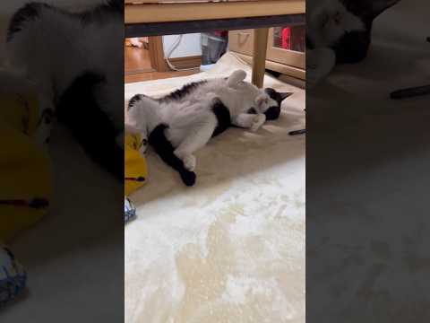 寝ているので、笑わないでください サムネイル