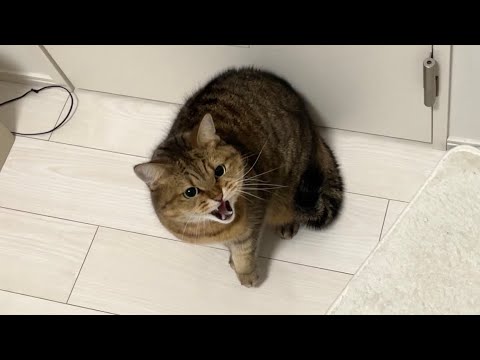 温厚な猫が「ある物」を出すとブチギレてしまうのはなぜ？ サムネイル