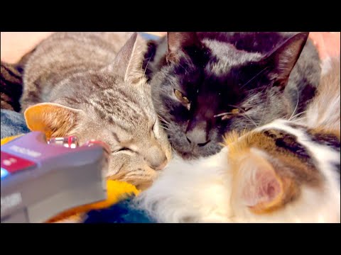 99%が5分で眠くなる😴 |猫×水の音|Deep Relax|Cat Purring & Wooden Balls サムネイル