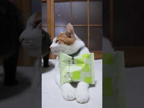 最新の癒し！青のりサラダと可愛い猫たちの神回 サムネイル