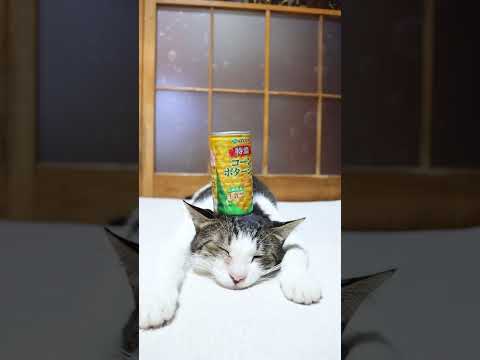 特濃コーンポタージュ　251230　のせ猫　 cat cute ねこ　 猫のいる暮らし　 ネコ　 cutecat　 k… サムネイル