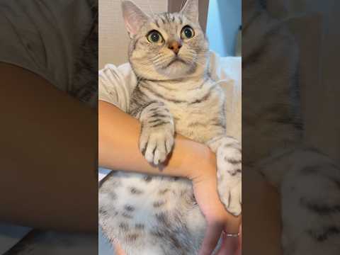 パパ帰宅でダッシュで迎える猫www #cat #猫 サムネイル