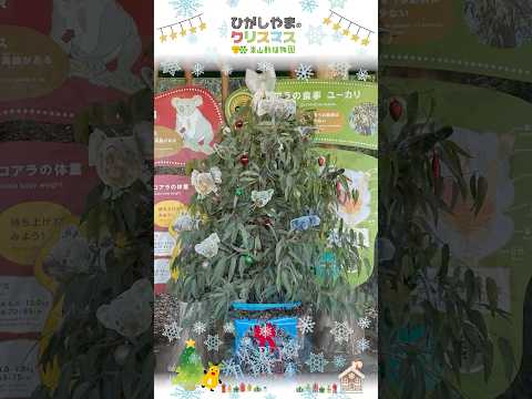 【東山動植物園公式】メリークリスマス＆ハッピーバースデー～コアラフォレストにユーカリツリーを飾りました～：ひがしやまの… サムネイル