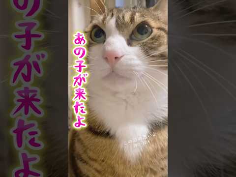 あの子が来たね♪cats shorts 球太 サムネイル