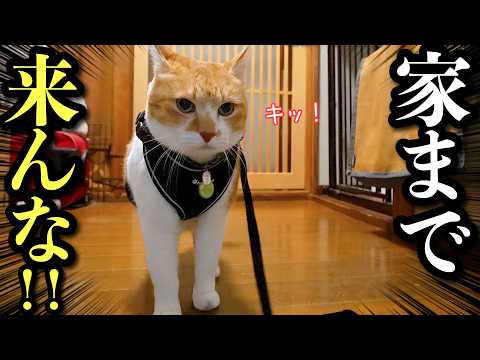 散歩中にバチバチだった野良猫が…まさかの家まで来やがった サムネイル