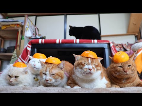 みかんの皮　のせ猫　260126 サムネイル