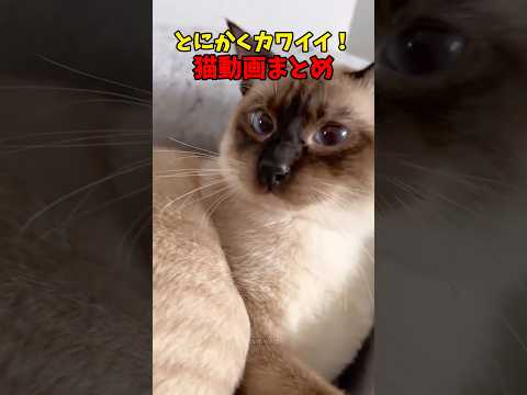 とにかく可愛いんすわこれが〜 猫 cat cats cute サムネイル