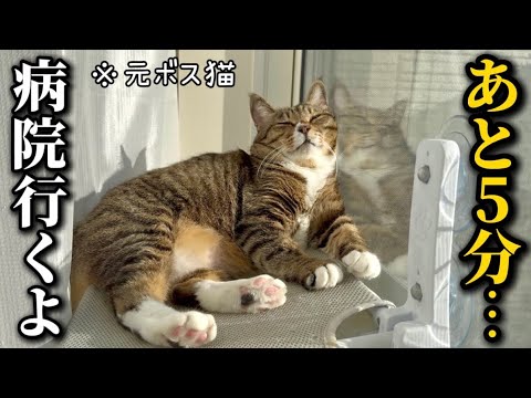 元ボス猫を家族に迎えたら日向ぼっこ中に秒で捕まって病院に連れて行かれる警戒心ゼロアザラシになりました サムネイル