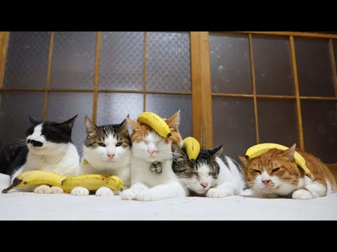 バナナ　のせ猫　 251222 サムネイル