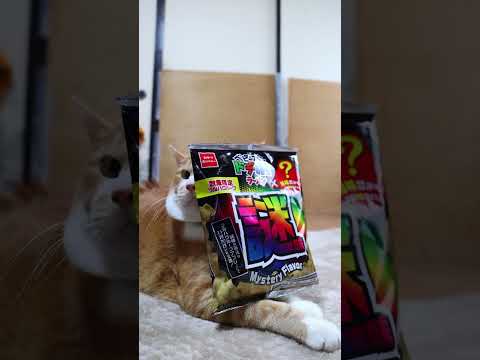 ツルハ限定 謎味ベビースターラーメン　251229　のせ猫　 cat　 cute　 ねこ　 猫のいる暮らし　 ネコ… サムネイル