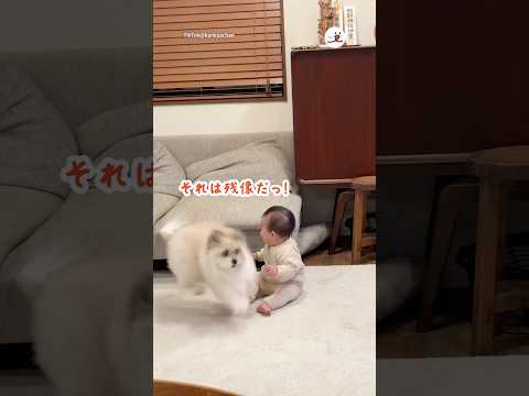 🐕「ついて来れるかな！？」｜PECO サムネイル